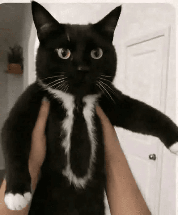 BChoSN/20257/6283005265758064193