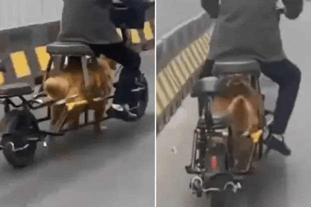 BChoSN/22715/6203709191537495604