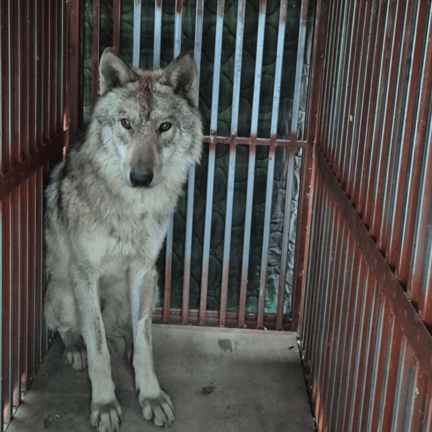 BChoSN/23410/6273551419969310610