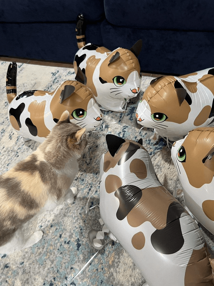 Ugh_HH/54803/6057453997347948546