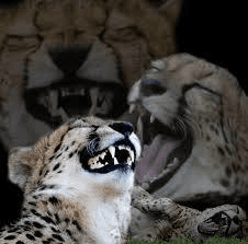 Ugh_HH/55122/6082578168755110474