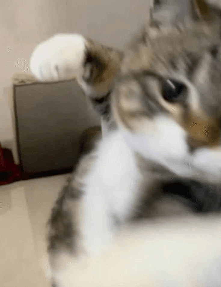 Ugh_HH/71034/6150098928712485932