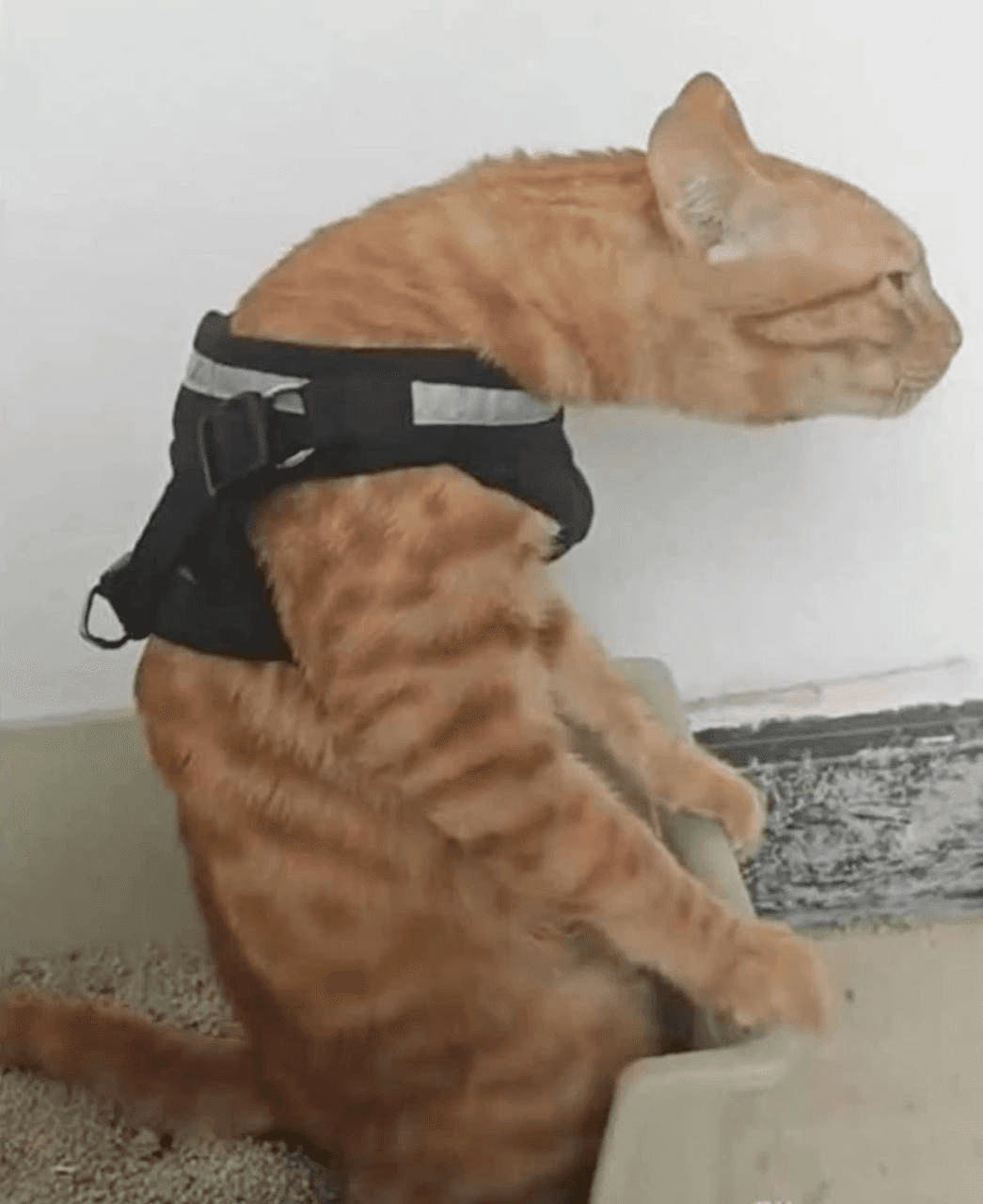 Ugh_HH/71548/6165528392564935807