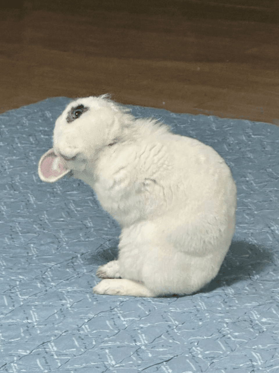 Ugh_HH/78550/6188012099682897132