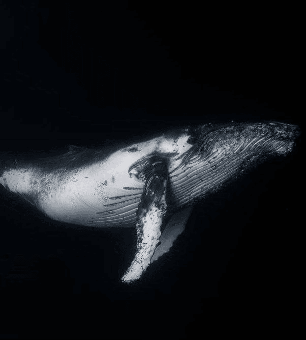 coinkcgchannel/76148/5802325020049608067