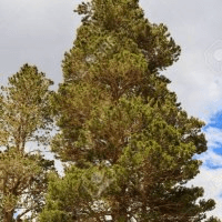 doriworld/8054/5934802809549598742