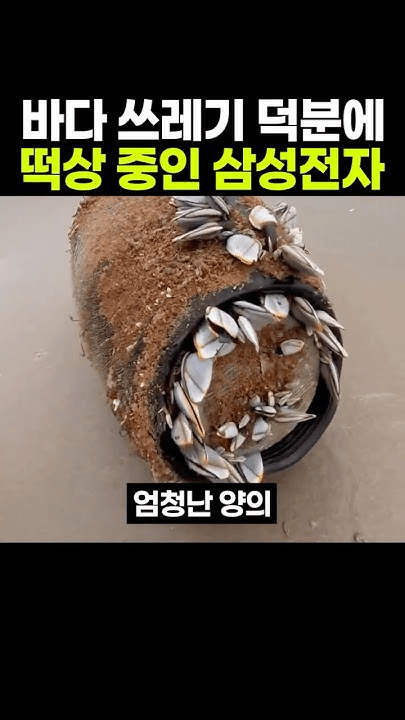 shampoo1004/89203/5980216264732904539