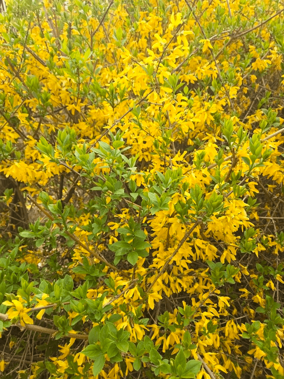 yobeullyANN/19767/6262508986036849807